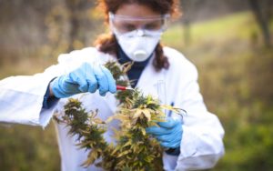 Worker wearing protective eyewear while handling cannabis plants to ensure eye safety during trimming.