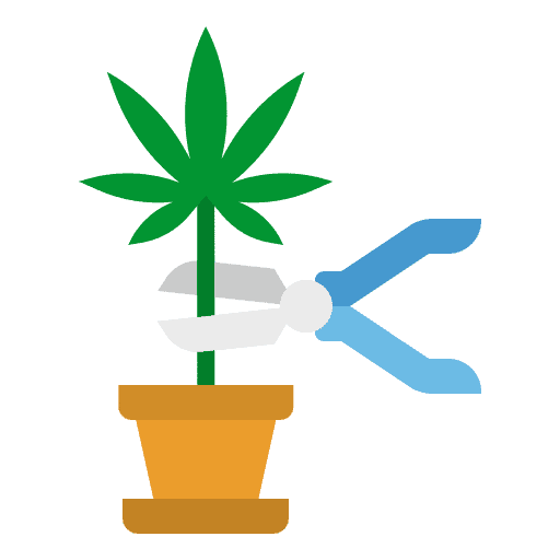 A cannabis plant is cut by gardening scissors, preparing it for the drying process, emphasizing careful harvesting techniques to maintain bud quality and preserve potency.