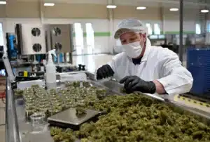 Cannabis trimmer working on manicuring buds with gloves and ergonomic tools in a cultivation facility.