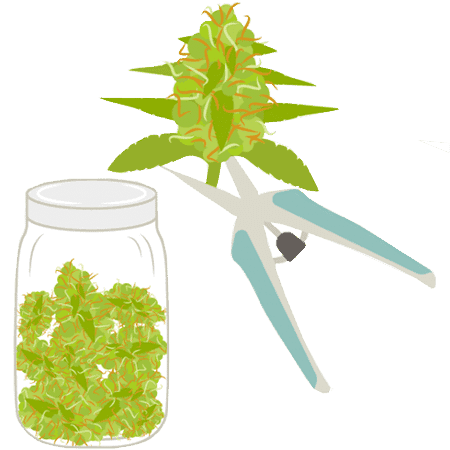 Manicuring, Drying, Curing & Storing