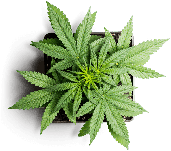 Vegetative Plant Growth Program