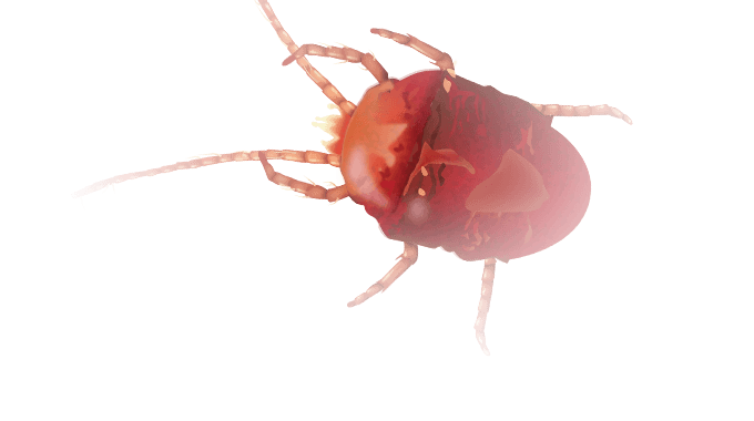 Outdoor Pests & Predators