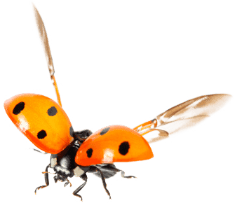 Pests, Fungi & Diseases Program