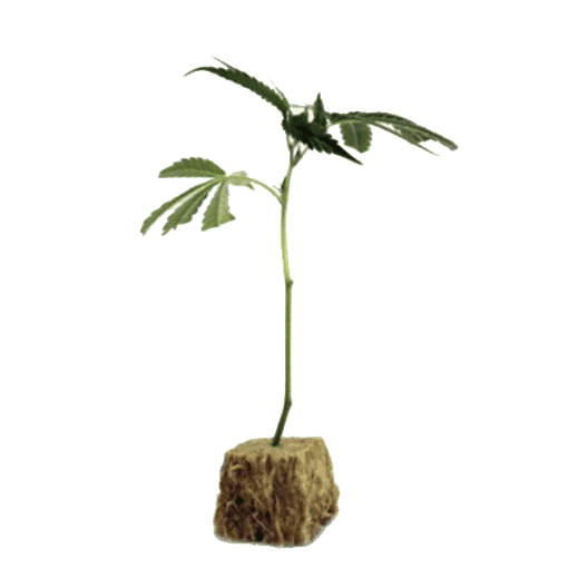 Plant Cloning Steps
