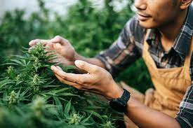 Farmer examining cannabis plants with a focus on healthy leaves and buds.