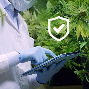 Security professional inspecting cannabis plants on a digital tablet with a checkmark icon overlay.