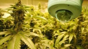 Surveillance camera positioned over cannabis plants in a greenhouse.
