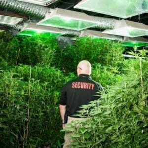 Security personnel supervising cannabis plants under controlled lighting.