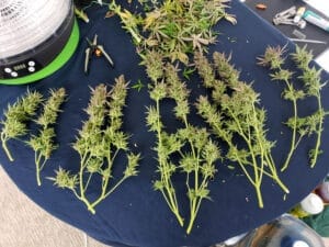 Freshly harvested cannabis branches with scissors and tools on a table.